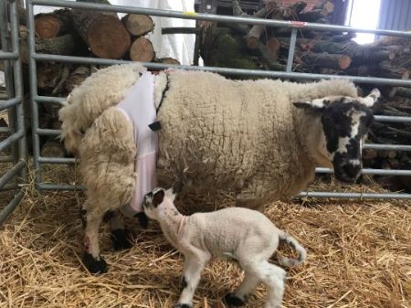 Barbara The Sheep Wore a DD Bra As her Udders are Way Too Big; Her Twin ...