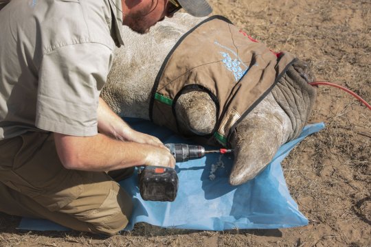 rhinoceros horn