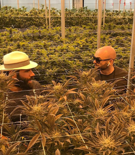 Dan Bilzerian cannabis crops.