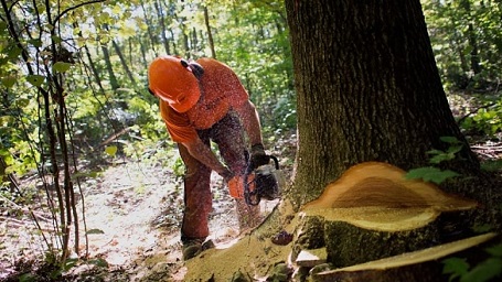 Logging is statistically the most dangerous job in the world