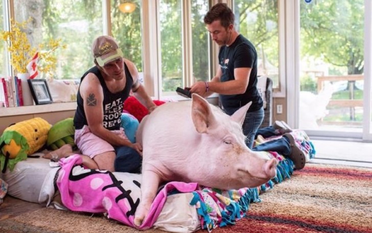 Esther the Wonder Pig getting the Hollywood treatment