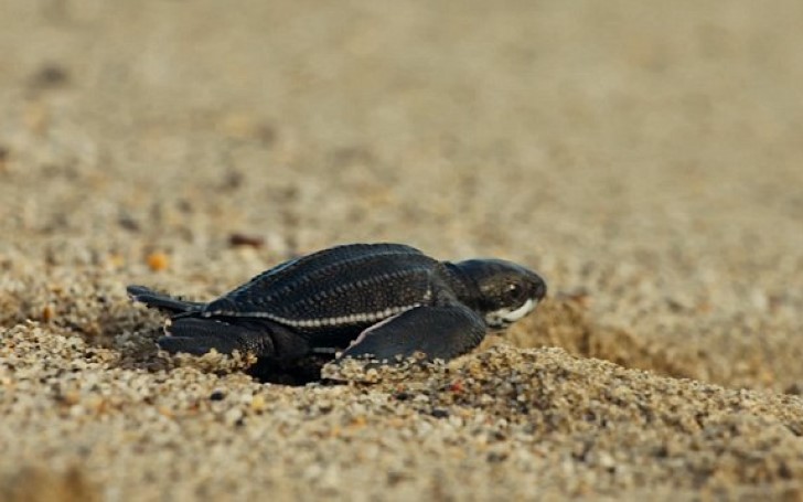 Blue Planet Live Causes Outrage After Hosts ‘Kill Baby Turtles’