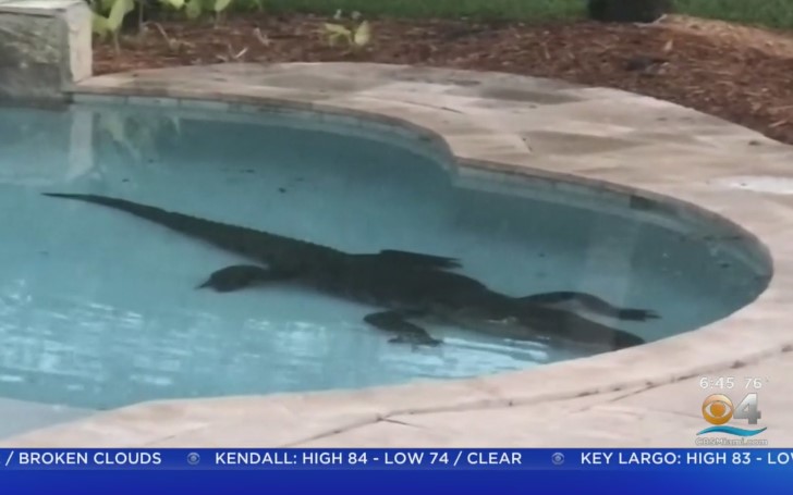 Florida Couple Stunned To Find 9-Foot Alligator In Their Backyard Pool