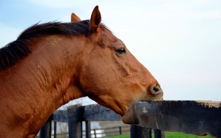 Man Who Can’t Stop Jacking Off Over Horses Caught Twice In 24 hours; Jailed For 8 Months