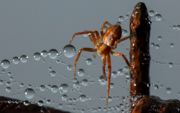 ​Woman Crashes Car Into The Wall After Spotting Spider While Driving