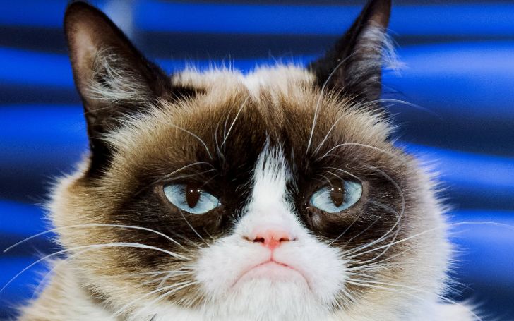 Internet Meme legend, Grumpy Cat Passes Away at the age of 7; How much