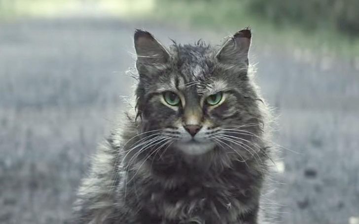 Pet Sematary Star Leo The Cat Passed Away: 'He Will Be Forever Missed'